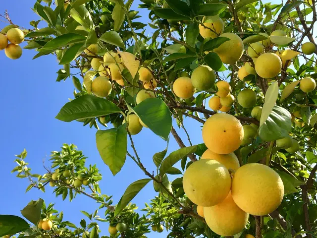 BookNoFees: Restoranas – Citrus Vienna – Vienna – „Citrus Vienna“, nuotrauka 2