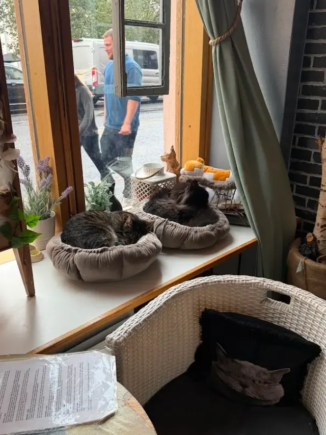 BookNoFees: Kavinė – Kissakahvila Helkatti – Helsinki – Katės kavinė „Helkatti“, nuotrauka 2