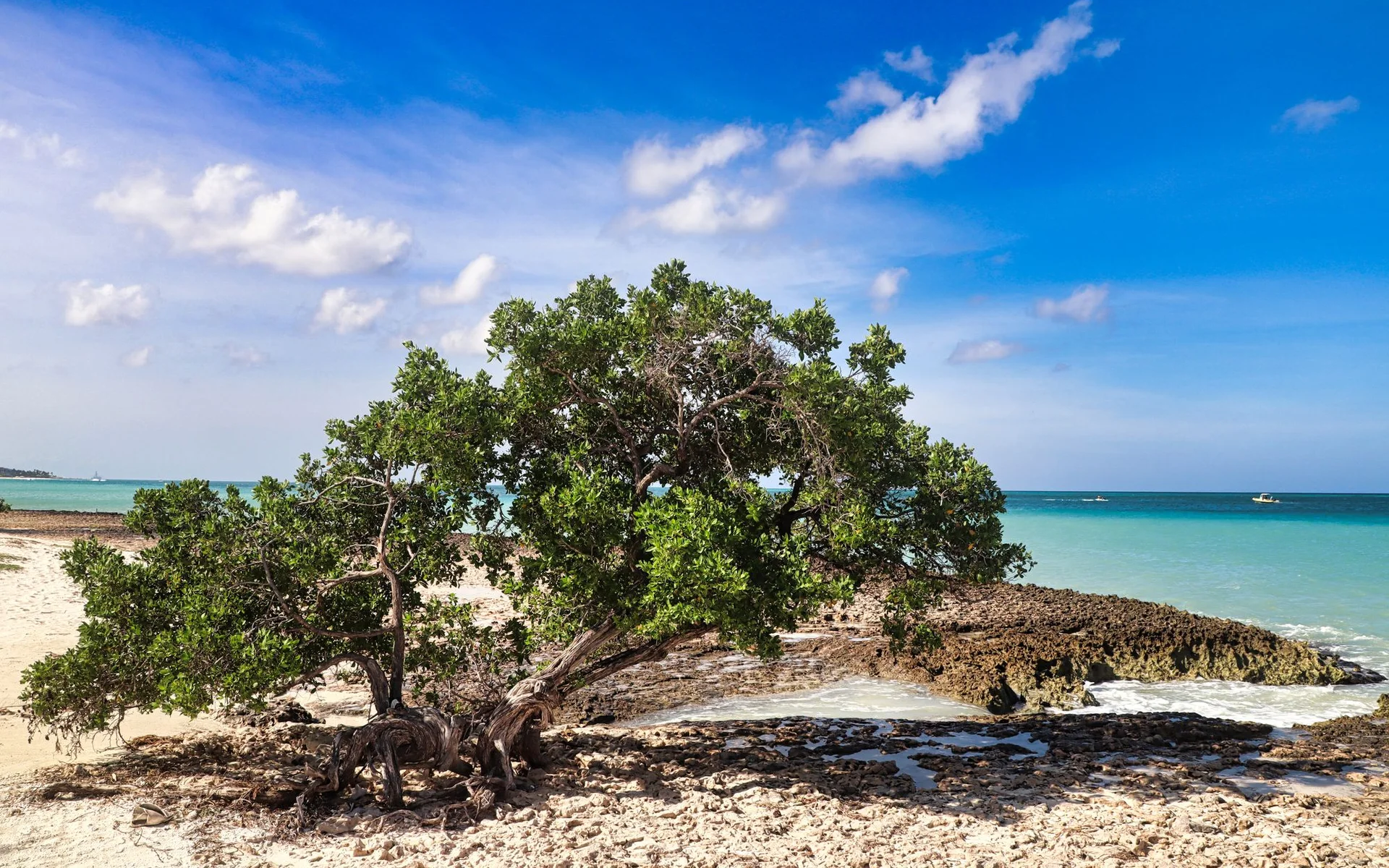 Divi-Divi medis Oranjestado paplūdimyje, Aruba